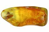 Detailed Fossil Winged Termite and Ant in Baltic Amber #173651-3